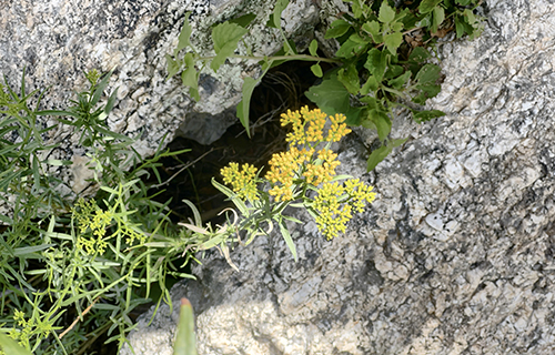 A yellow flower growing out of a rock.