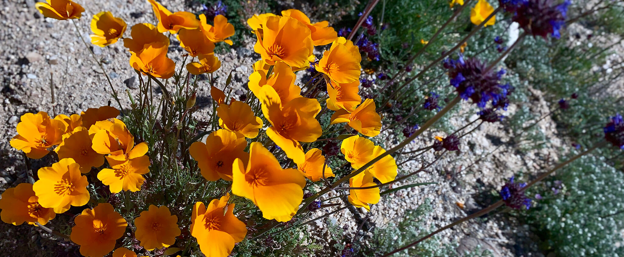 A field of orange and purple flowers in the desert.